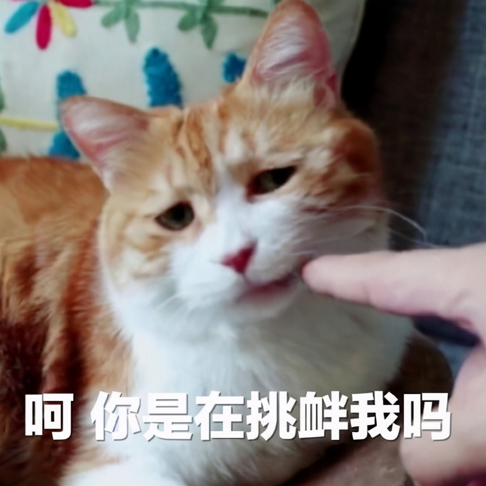 上一秒安静睡觉,下一秒疯狂跑酷,我家猫是不是脑子不正常?