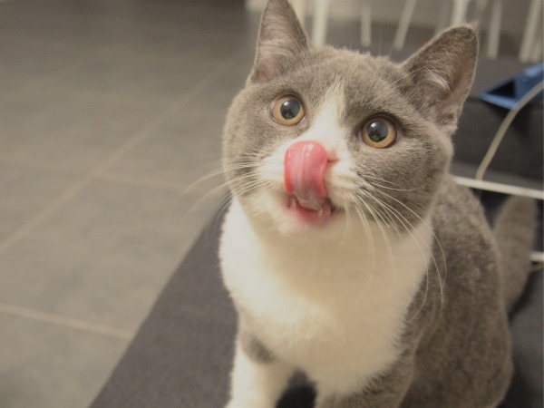 英国短毛猫养猫,英国短毛猫养猫知识