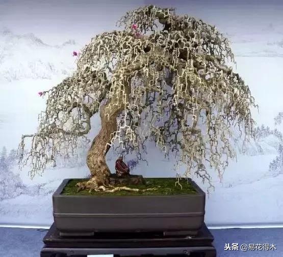 盆景构造及构成,树桩盆景鉴赏技巧