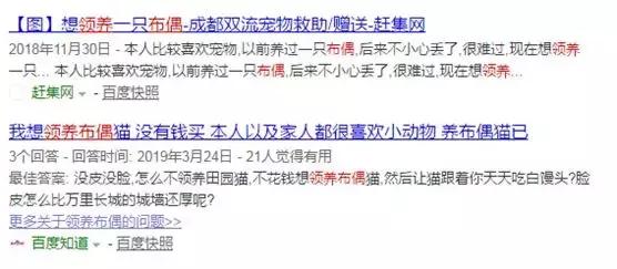 我想领养一只小猫咪,有人想领养一只金色猫咪吗