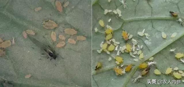 瓜类蔬菜主要病虫害识别与防治,瓜果蔬菜防虫害知识