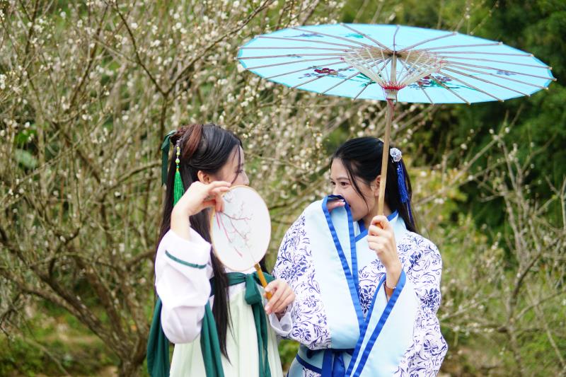 广东开平天露山梅花,广州新兴天露山梅花