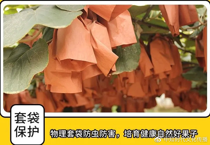 齐心抗疫·地标助农|安岳柠檬，小清新香飘四海