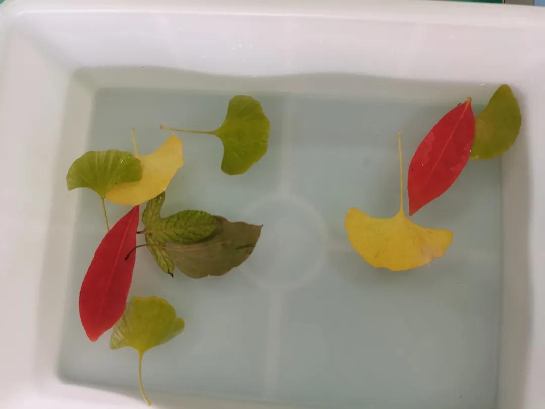 「北社向阳实验室」DIY叶脉书签,探索叶子的秘密,一