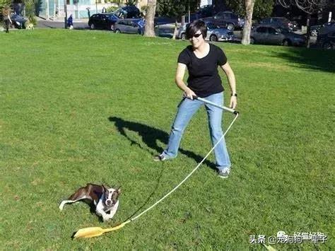 让狗狗安静下来的最简单办法,学会以下招数让狗狗训练有素