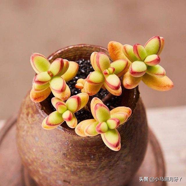 动物成语大集锦，和孩子们来场动物成语飞花令