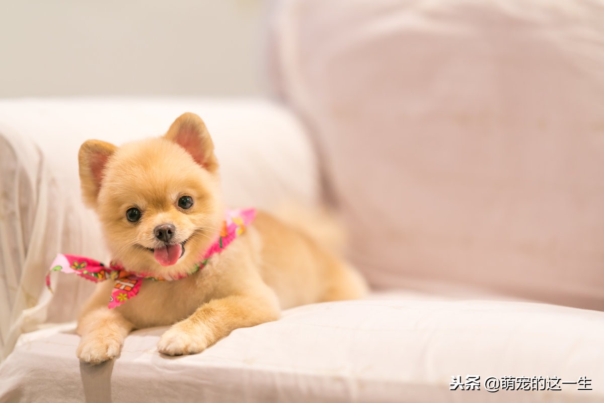 博美怎样才是喜欢你,博美误食老鼠药后应该怎么照顾