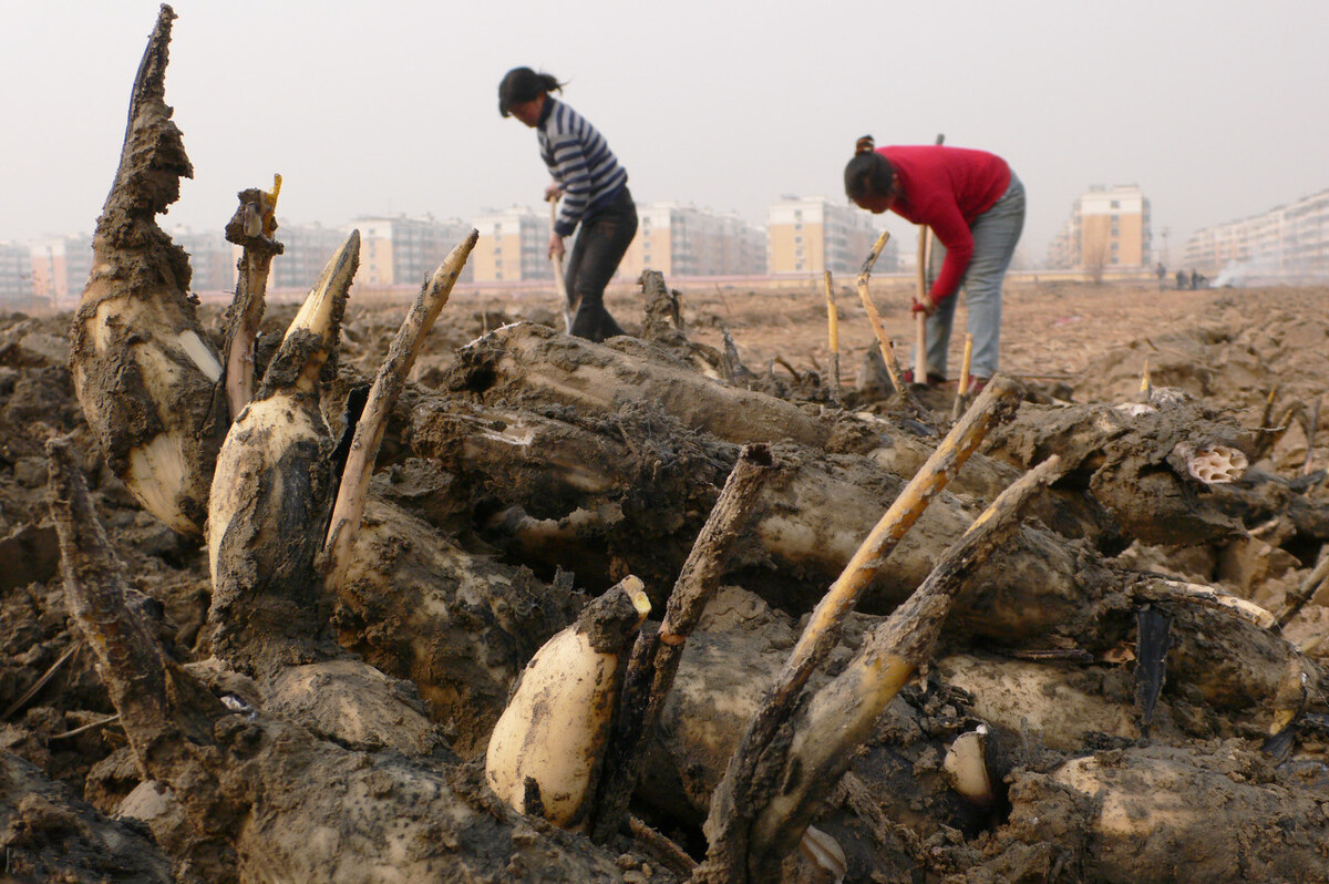七孔莲藕和九孔莲藕哪种适合煨汤 (莲藕分七孔和九孔各自特点是什么)