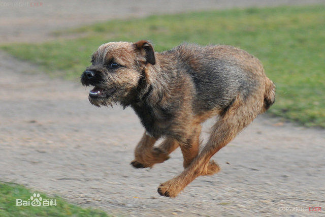 不掉毛无体味性格温顺的小型犬,宠物狗大全表