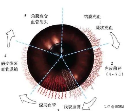 猫咪眼睛发炎的症状图片,猫咪疱疹性角膜炎是什么样的