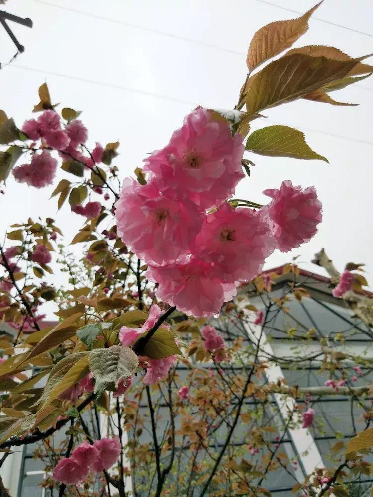 樱花雨飞儿乐队,樱花雨落