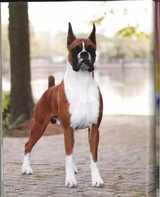 拳师犬对比杜宾犬,杜宾犬和拳师犬哪个好