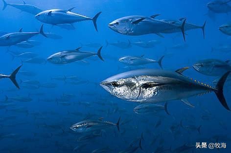 中国蓝鳍金枪鱼养殖牧场,深海大型网箱养殖蓝鳍金枪鱼