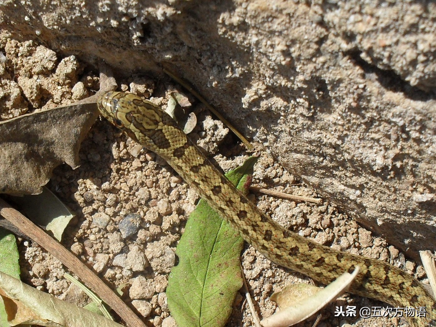 蛇莓是蛇的食物吗,蛇莓和蛇的视频