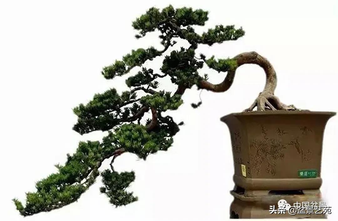 老树桩的造形特征有哪些,论述树桩盆景主要流派的艺术特点