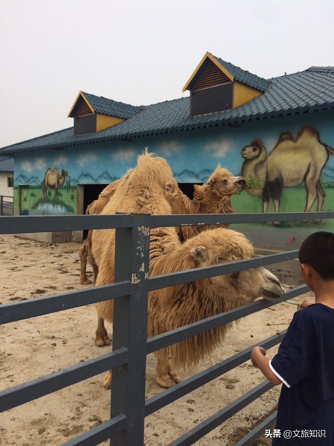 山东德州动植物园旅游区,德州市动植物园视频