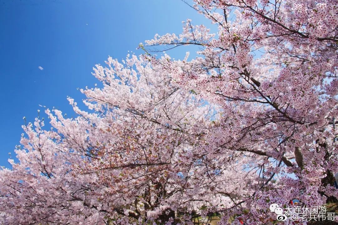 大连森林花海,大连花海旅游攻略