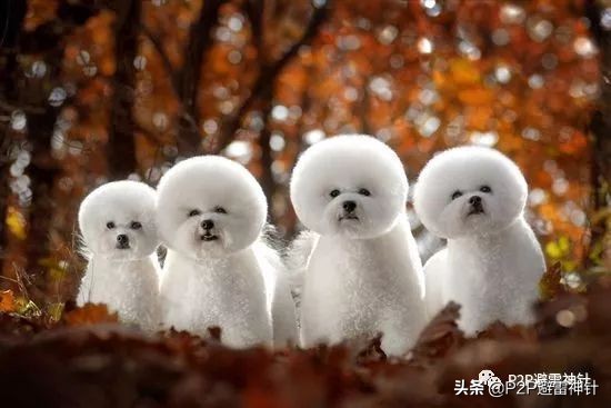 聊聊近期很火的PPmoney