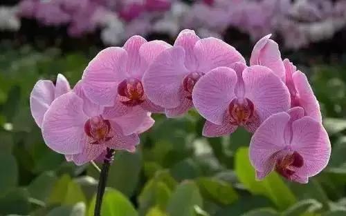 河南城市的市花有哪些花,全国56市市花图片