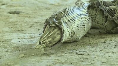 人类如果被蟒蛇活着吞进肚子里,用一把*首匕**能不能自救?