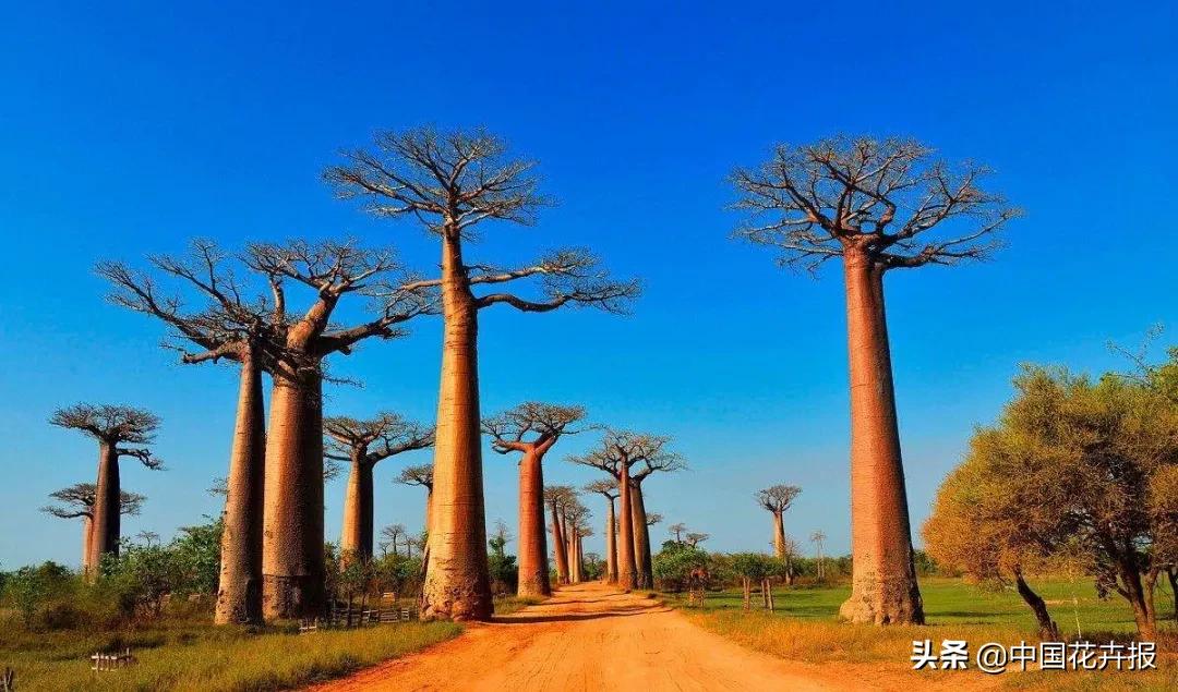 从小就觉得面包树上结的是“面包”？你只差一个亲眼看看的机会