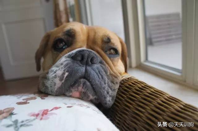 狗狗细小的原因,什么原因会导致狗狗得细小