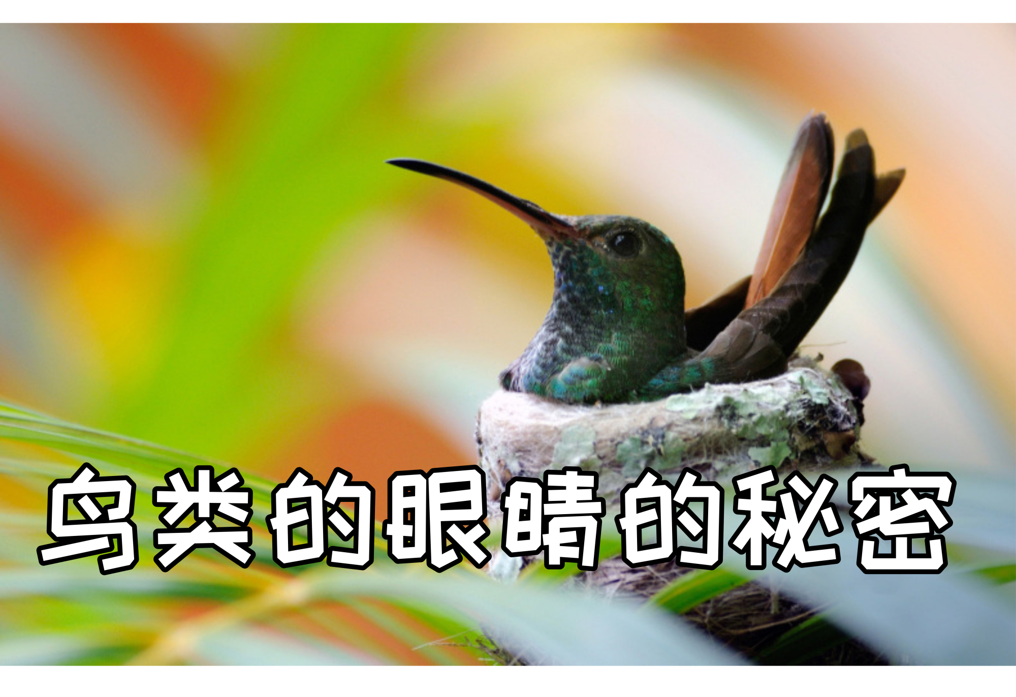 高空捉虫，水下捕鱼，还能看到紫外线，鸟类的眼睛里藏着什么秘密