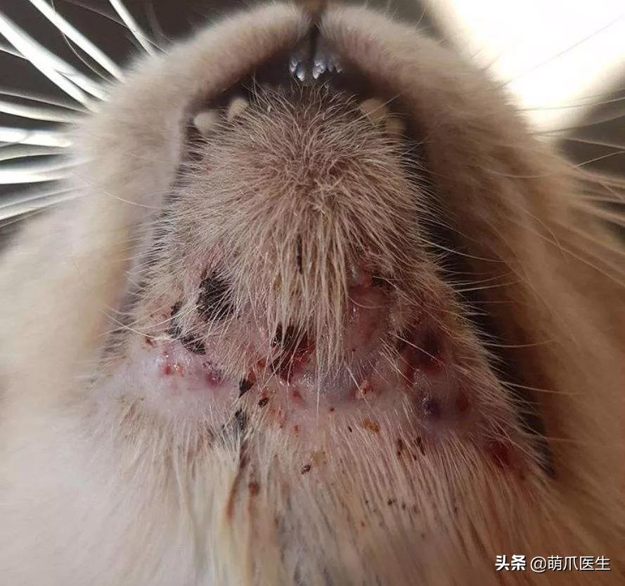 给猫挤黑头，结果挤出5颗“白色米粒”……