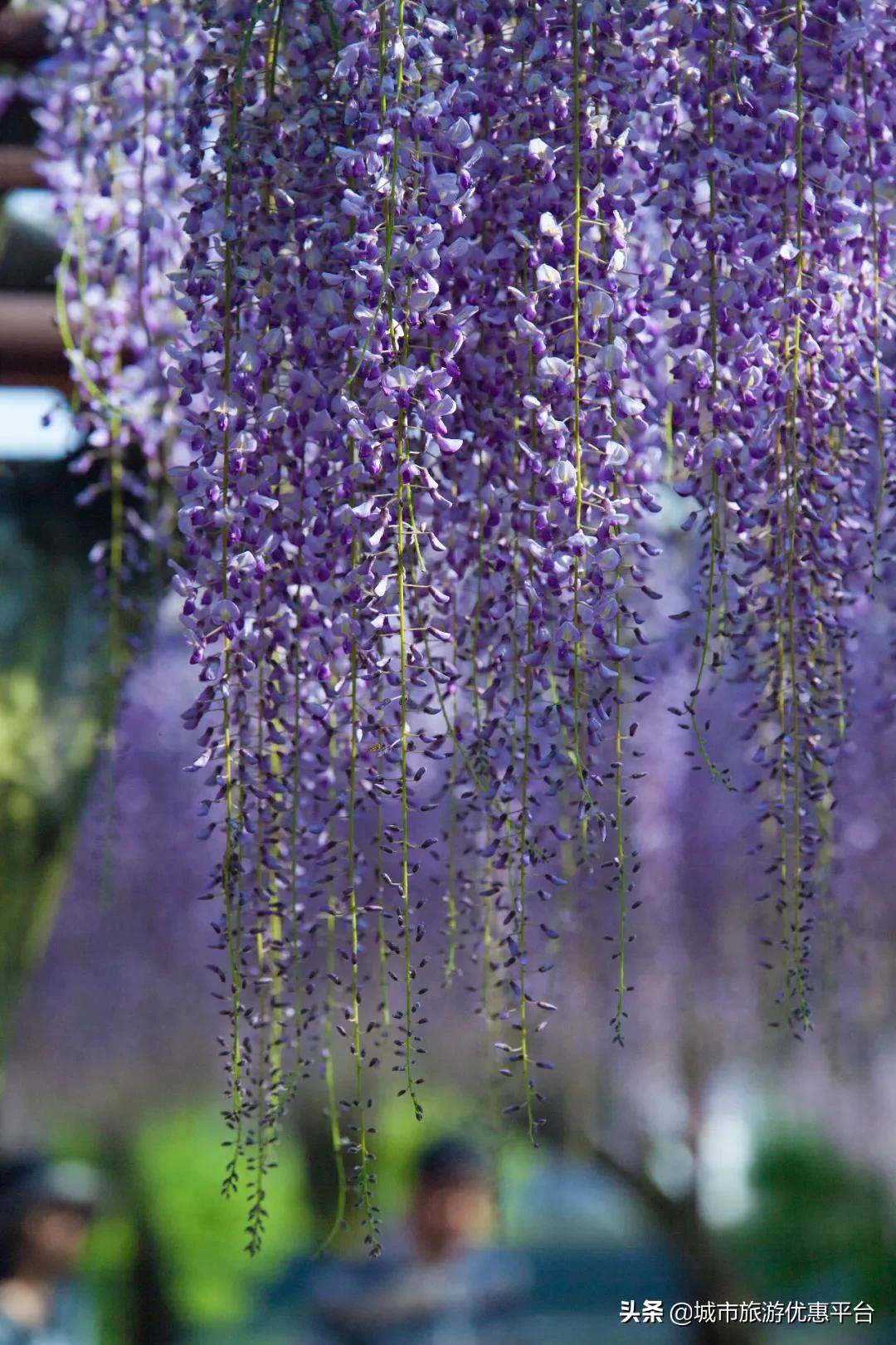 紫藤挂云木花蔓宜阳春下一句,紫藤挂云木花蔓宜阳春整首诗