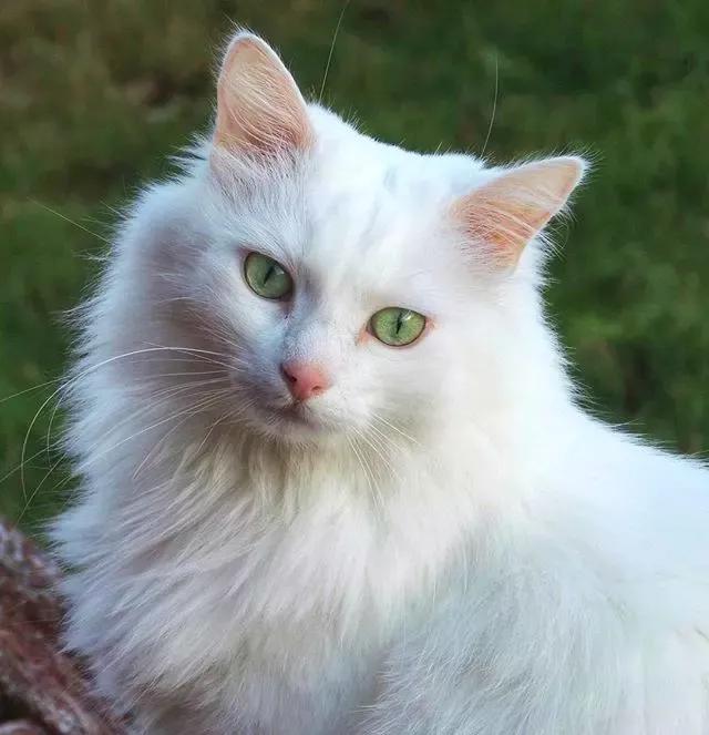 每喝一杯奶茶，就有一只猫消失