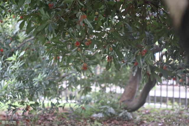 杨梅丰产栽培技术有哪些,杨梅种植方法及管理技术
