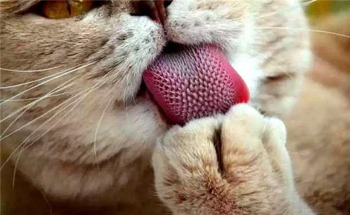 猫呕吐的原因毛球症 (猫咪呕吐毛球是怎么回事)