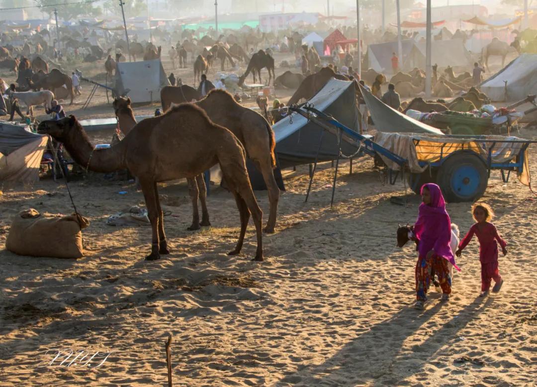 津门网徐屹：印度骆驼节上的人们（上）
