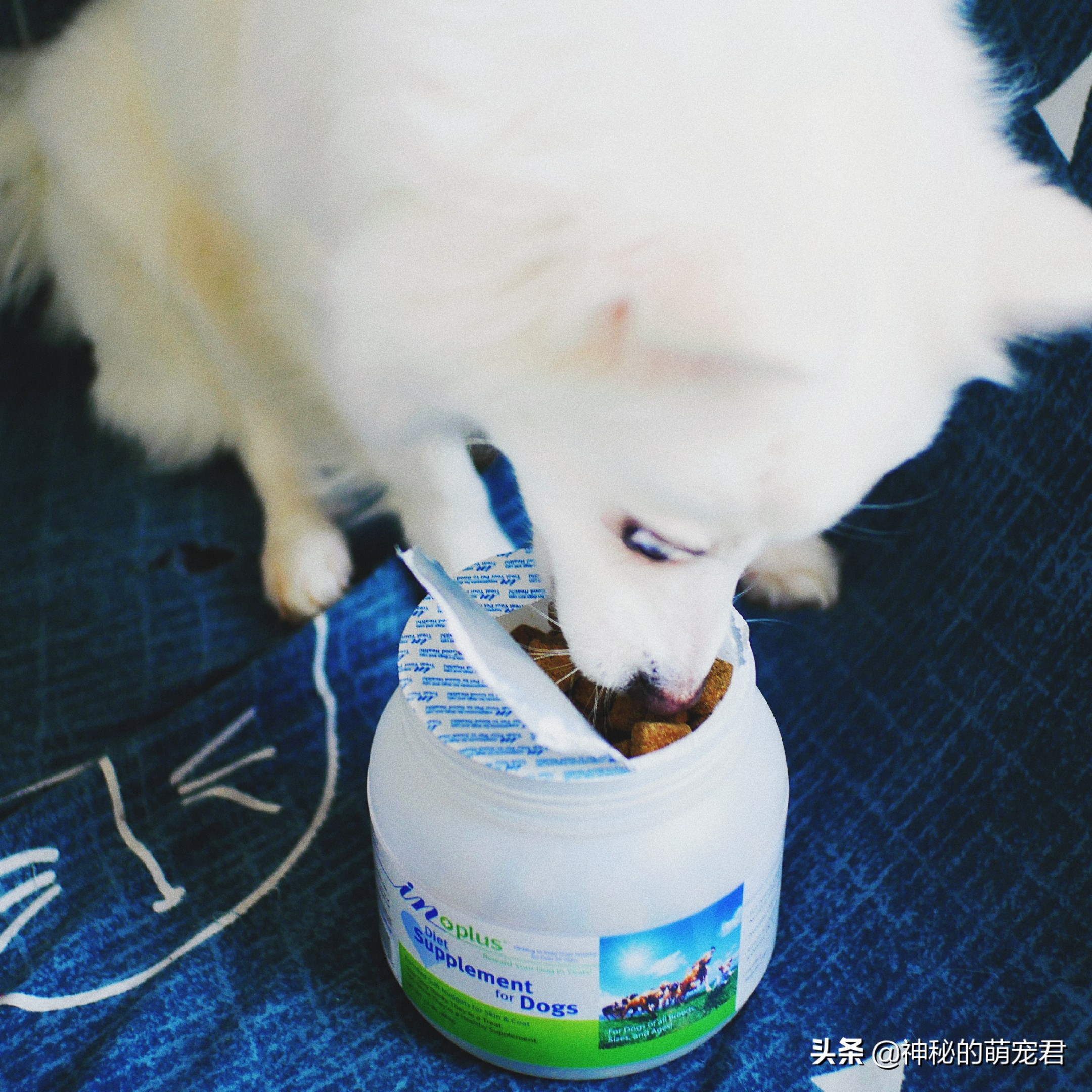 狗狗麦德氏卵磷脂,狗狗麦德氏卵磷脂一天吃多少粒