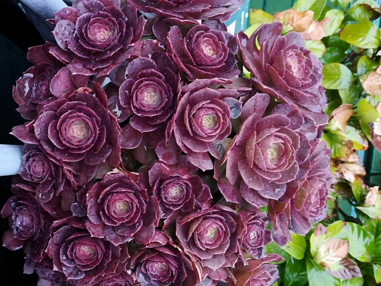 紫乐多肉开花后如何人工授粉,多肉开花怎么处理最好看