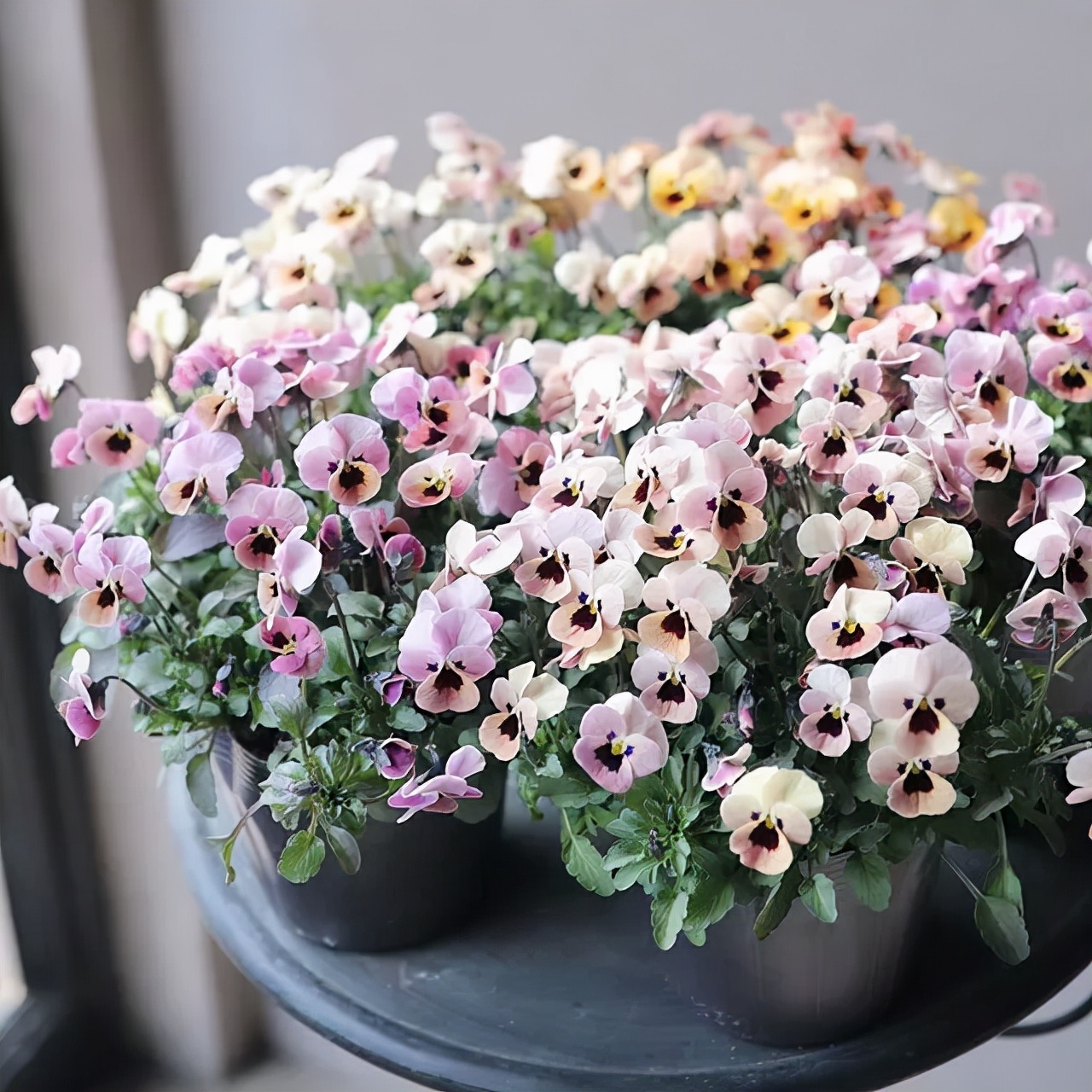 盆栽植物细长徒长怎么办,植物侧枝要不要修剪