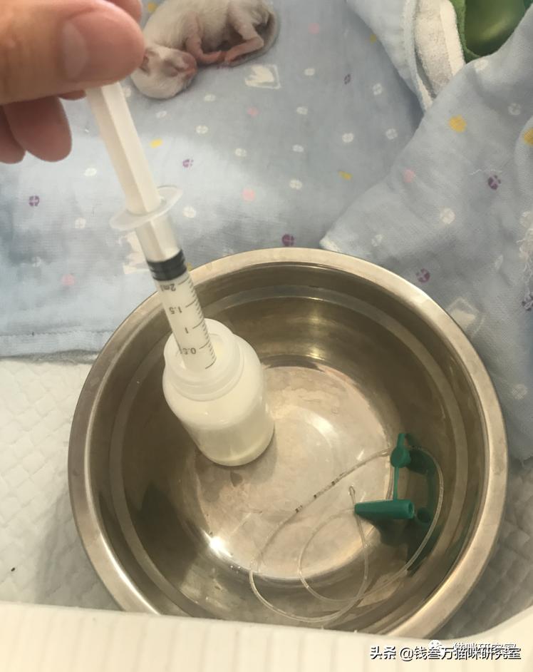 刚生的小猫母猫不在如何照顾,早产没长毛的小猫怎么救活