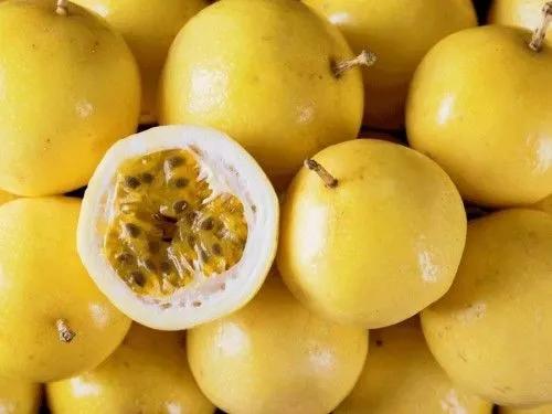 广西梧州最好的果园,梧州摘水果的地方