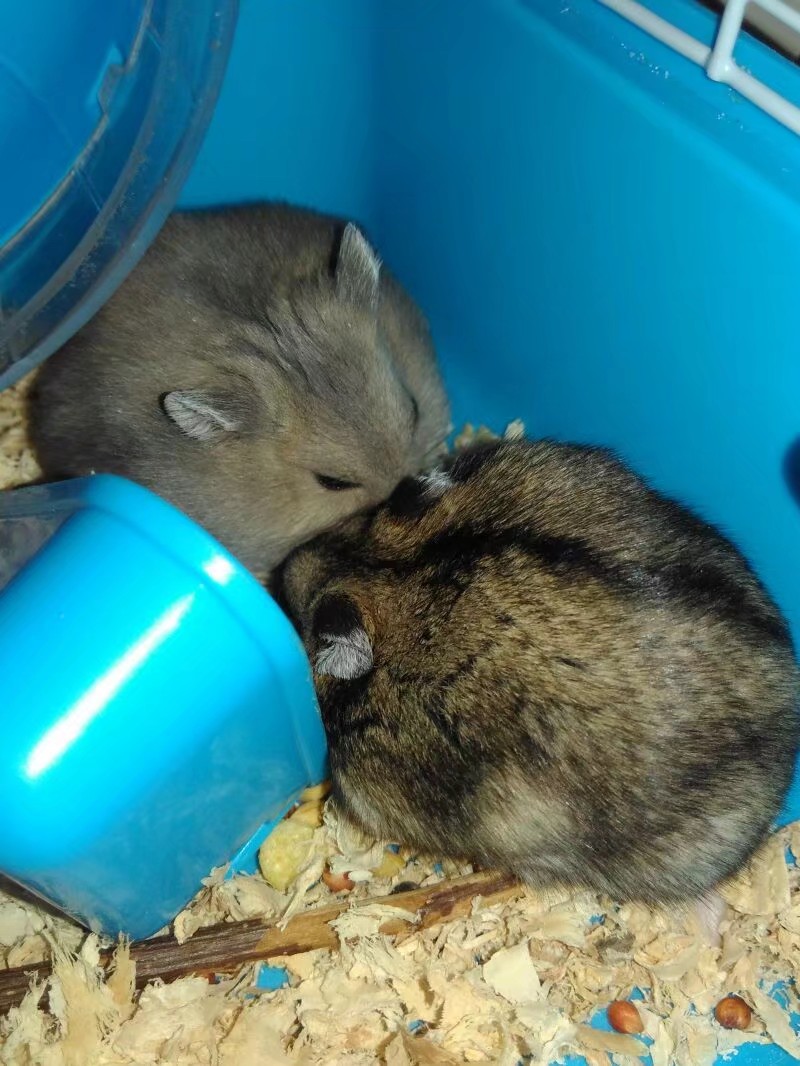 养仓鼠的注意事项和禁忌,养熊类仓鼠的注意事项