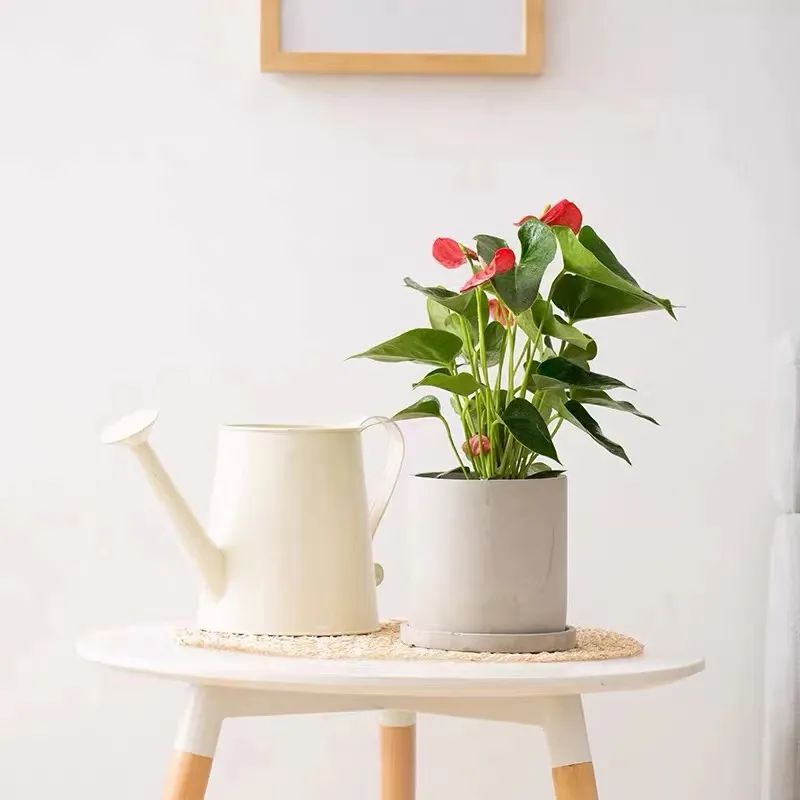 冬天红掌怎么养才能更旺盛,春天养红掌怎样长新叶