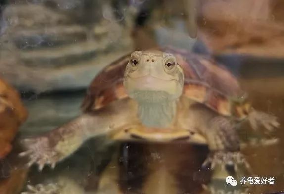 养龟界的这几个问题,养龟的3大争议你怎么看