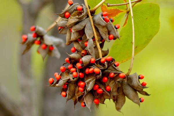 100种最毒的毒花,20种有毒的大毒花