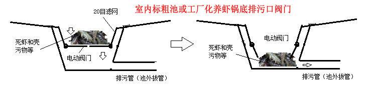 海白虾养虾技术新手入门,养海虾的技术和方法