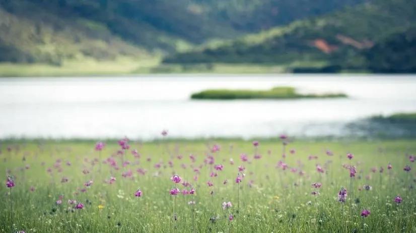 带你Get《司藤》同款神仙美景,春天的香格里拉这样玩