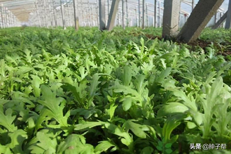 苦荬菜牧草十大品种,耐高温的饲料草有哪些