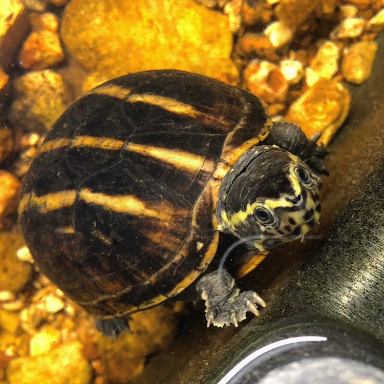 乌龟腐皮成因以及治疗方法