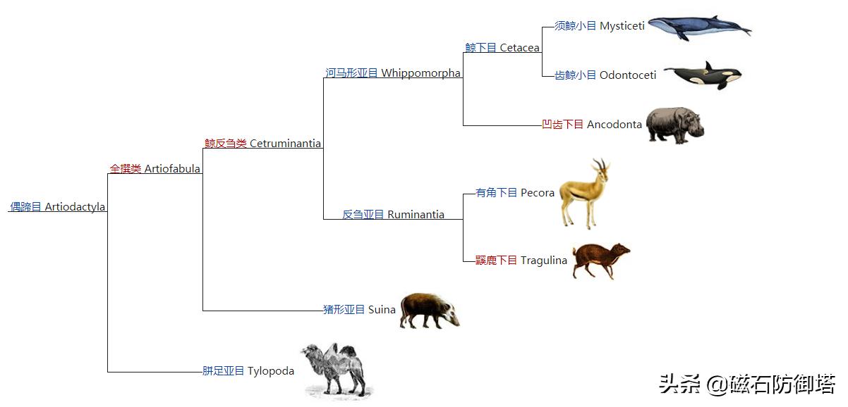 汗血宝马暴躁视频,汗血宝马的暴脾气
