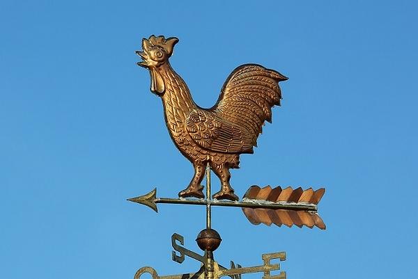 高卢雄鸡图片,高卢雄鸡是什么颜色