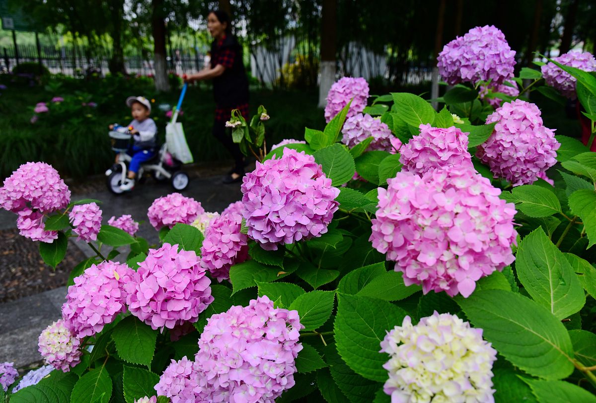 网购收到的绣球应该怎么养护,网购绣球几天可以调色