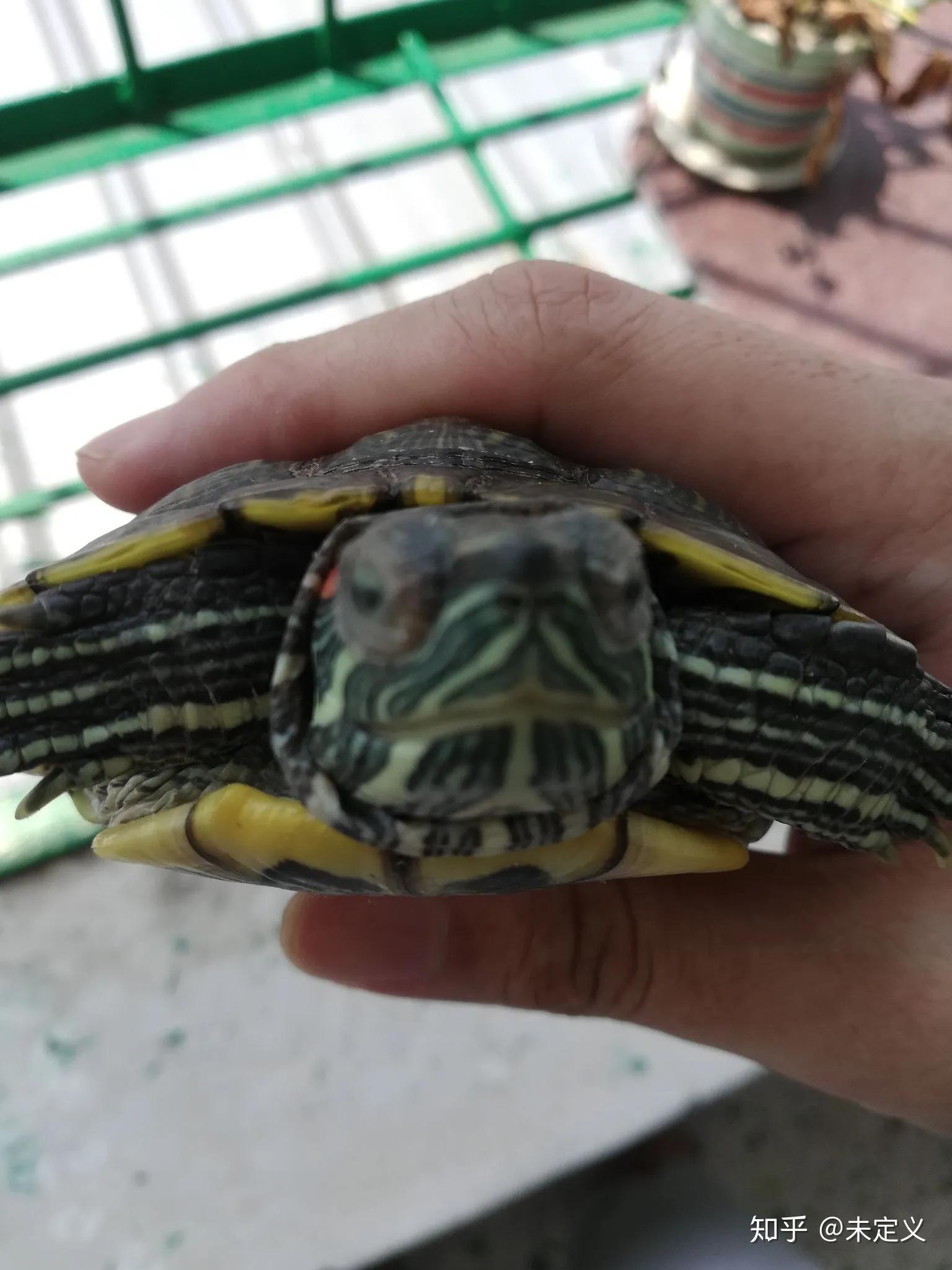 乌龟白眼病一天涂几次药,土霉素能治乌龟白眼病吗